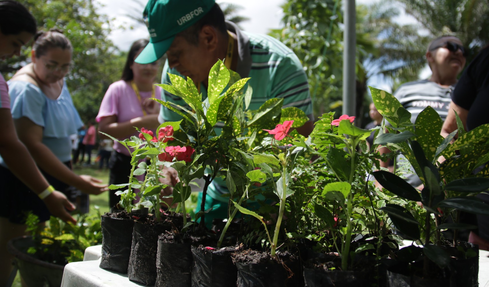 mudas de plantas